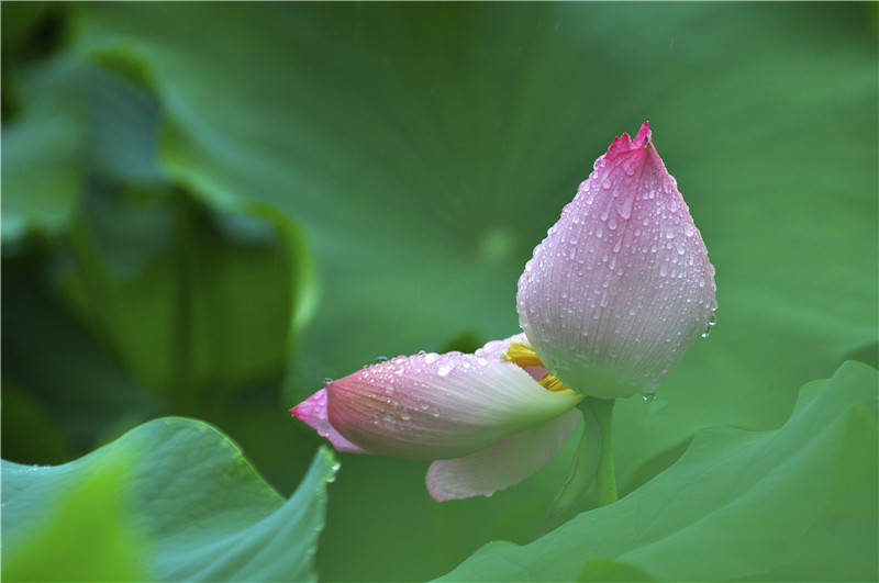 攝圖網_501288457_荷花（非企業(yè)商用）.jpg